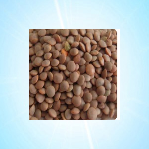 MASOOR 250 GRM
