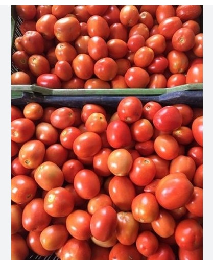 TOMATOES  1 KG