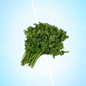 CORIANDER